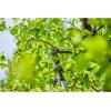Gardena Cisaille à Arbres télescopique sans Fil HighCut 250/18V P4A Kit prêt à l’emploi :Ébrancheurs avec Manche télescopique pour Branches jusqu&rsquo;à 4 m de Haut, tête de Coupe pivotante (14774-20)(avec batterie)