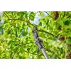 Gardena Cisaille à Arbres télescopique sans Fil HighCut 250/18V P4A Kit prêt à l’emploi :Ébrancheurs avec Manche télescopique pour Branches jusqu&rsquo;à 4 m de Haut, tête de Coupe pivotante (14774-20)(sans batterie)