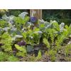 Gardena smart Control Kit capteurs : Système d&rsquo;arrosage intelligent pour plus de 6 zones, avec Water Control smart/capteur smart/Gateway smart, à commander via appli (19202-20)